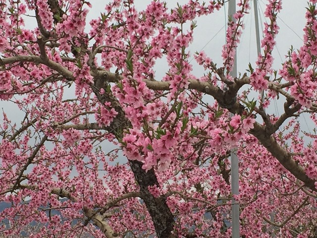 2018年春の桃の花